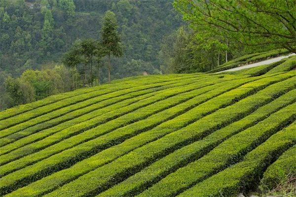 多肉植物の耐寒性は品種で決まる！間違えやすい冬越しの実体験5つのポイント