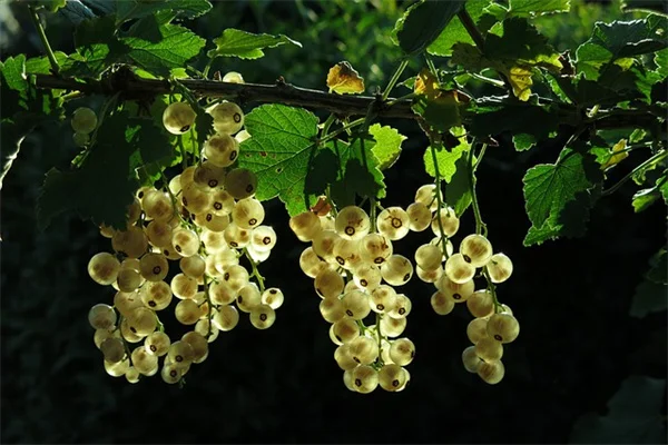 ホタルが大好きな在来種の花はゴールデンロッド！その理由と庭づくりのコツ