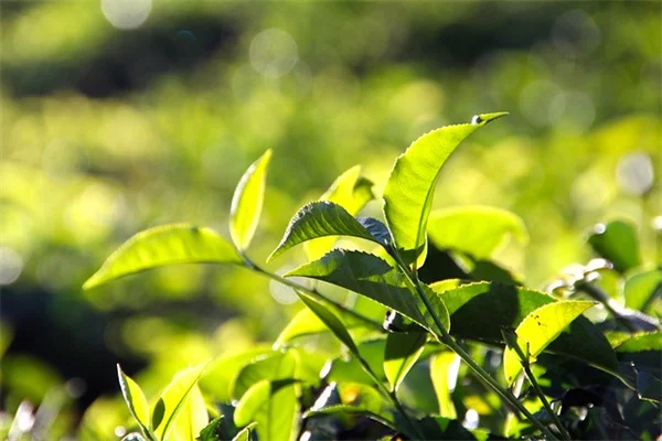 香草小径で雑草問題解決！踏むほど香る5つのハーブ