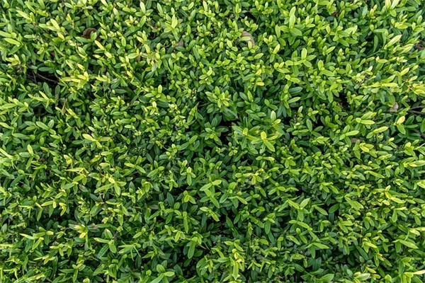 秋の庭掃除をサボると翌春の害虫が80%増加