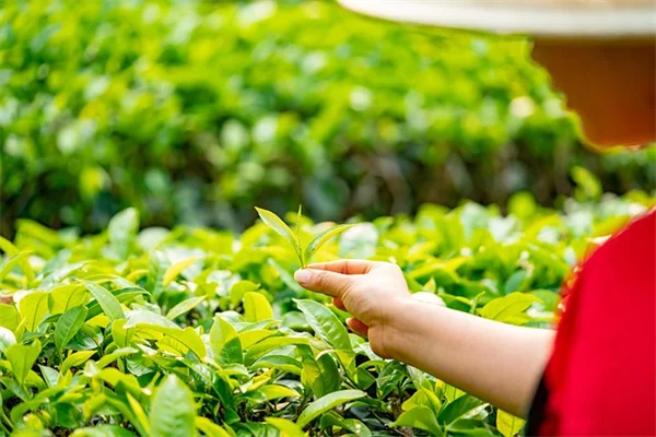 種子の破殻処理の成功のコツをプロが伝授！失敗しない方法とは？